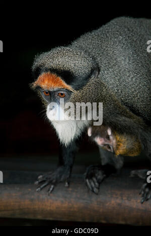 DE BRAZZA Affen führen Neglectus, männlich mit YOUNG Stockfoto