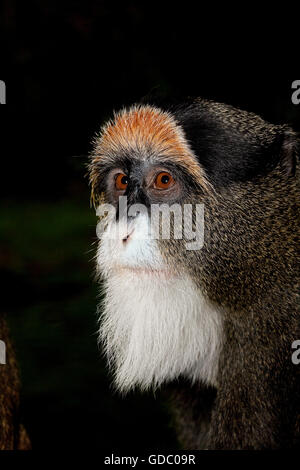 MÄNNLICHE DE BRAZZA Affen führen neglectus Stockfoto