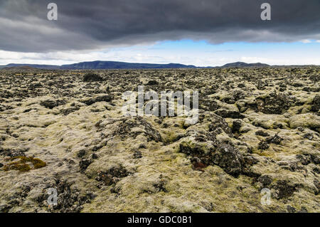 Bereich der Lava bedeckt mit Moos in der Nähe des Dorfes Grindavik auf der Halbinsel Reykjanes im Südwesten Islands. Stockfoto