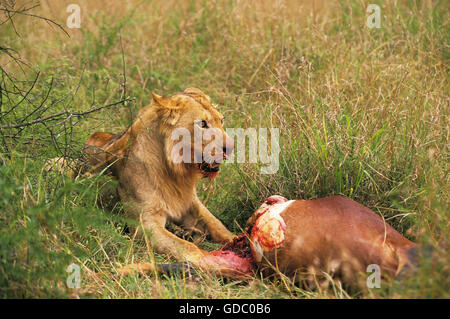 African Lion, Panthera Leo, männliche Jugendliche mit einem Kill, ein Topi Masai Mara Park in Kenia Stockfoto