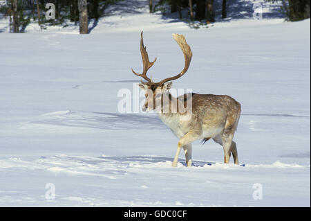 Damwild, Dama Dama, männlich auf Schnee Stockfoto