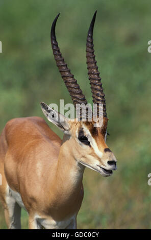Grant es Gazelle, Gazella Granti, Porträt von Erwachsenen, Samburu Park in Kenia Stockfoto