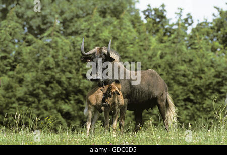 Blacke Gnus, Connochaetes Gnou, Weibchen mit Kalb Stockfoto