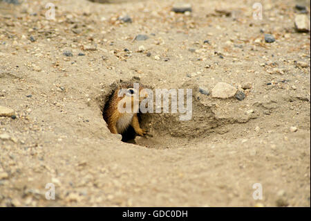Bleiche Grundeichhörnchen, Xerus Rutilus, Erwachsener an Den Eingang, Kenia Stockfoto