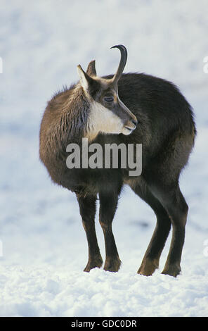 GÄMSE Rupicapra Rupicapra, Erwachsene IN Schnee, Frankreich Stockfoto