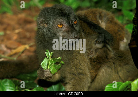 WHITE-FRONTED brauner LEMUR Eulemur Fulvus Albifrons, weibliche Essen Blatt Stockfoto