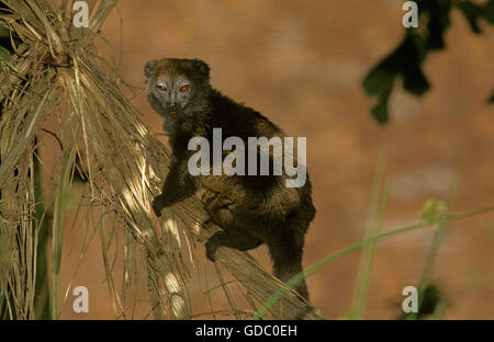 GRAY Bambus LEMUR Hapalemur früh, Erwachsene ON BRANCH Stockfoto