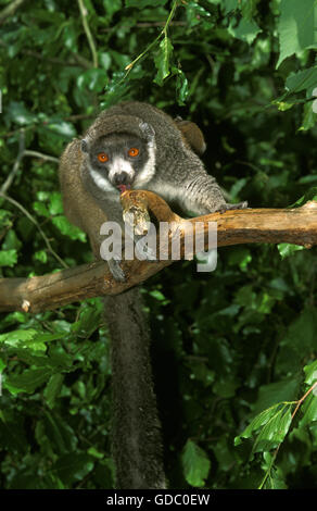 Mungo Lemur Lemuren Mongoz, Erwachsenen auf Ast Stockfoto