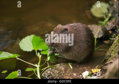 BISAMRATTE Ondatra Zibethica, Erwachsenen Essen A Blatt, Normandie IN Frankreich Stockfoto