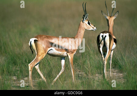 Grant es Gazelle, Gazella Granti, Masai Mara Park, Kenia Stockfoto