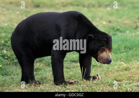 Erwachsenen MALAYISCHEN Sonne Bär Helarctos Malayanus ON GRASS Stockfoto