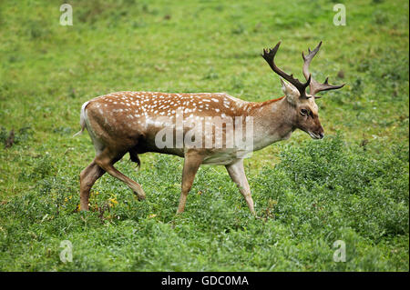 Persische Damhirsch Dama Mesopotamica, Männlich Stockfoto