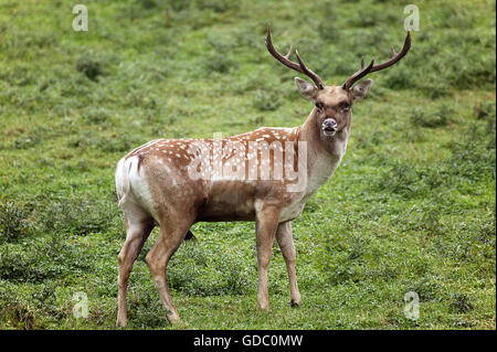Persische Damhirsch Dama Mesopotamica, männlich auf Rasen Stockfoto