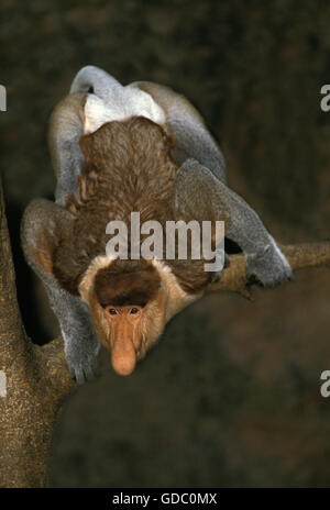 Nasenaffe, Nasalis Larvatus, männlich auf Ast Stockfoto