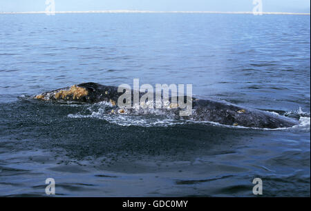 Grau-Wal oder Grauwal, Eschrichtius Robustus, Erwachsene, Köpfe an Oberfläche, Baja California, Mexiko Stockfoto