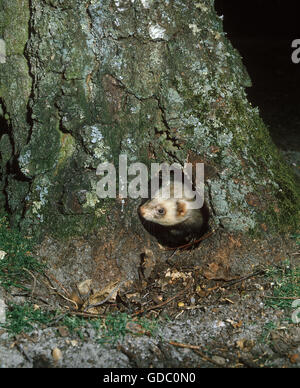 Europäischen Iltis Mustela Putorius, Erwachsenen entstehen aus Loch im Baumstamm Stockfoto