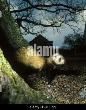 Europäischen Iltis Mustela Putorius, Erwachsenen in der Nähe von Haus bei Nacht Stockfoto