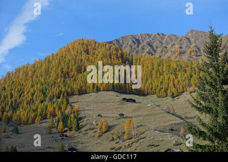 Schweiz, Europa, Wallis, Goms, Münster, Berge, Holz, Wald, Herbst Stockfoto