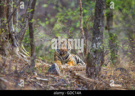 Wilden Bengal Tiger Cub neben den Bäumen am Ranthambhore Wald. [Panthera Tigris] Stockfoto