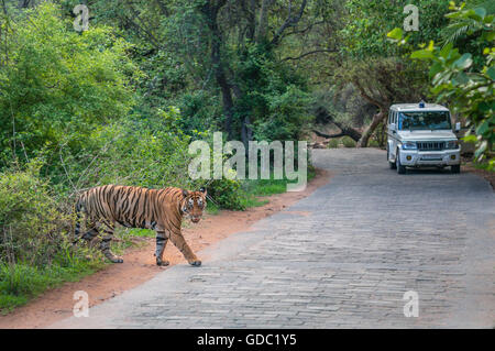 Wilden Bengal Tiger in der Monsun-Kreuzung und der Wald Abteilung Fahrzeug im Hintergrund beim Verlassen des Waldes Ranthambhore. Stockfoto