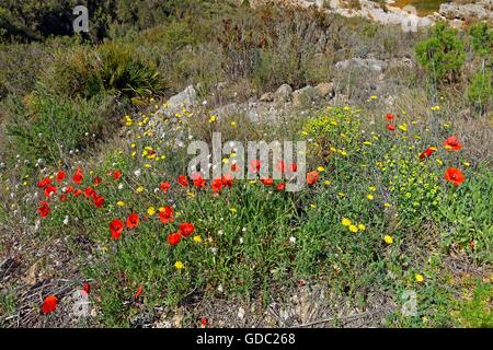 Mohn, Wildblumen Stockfoto