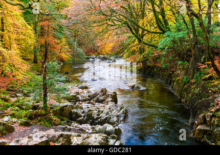 Der Fluß Esk fließt durch einen Wald im Herbst. Eskdale, Lake District, Cumbria, England Stockfoto