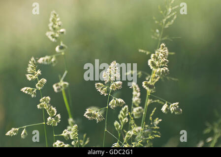 Schweiz, Europa, Jura, Wiese, Weide, Weide, trockenen Wiese, rauhe Weide, Cocksfoot Rasen, Orchard Grass, Dactylis glomerat Stockfoto