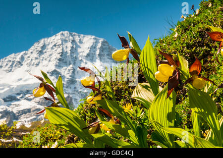 Frauenschuh-Orchideen (Cypripedium Calceolus) im Tal sogenannten, Berner Oberland, Schweiz. Im Hintergrund Stockfoto