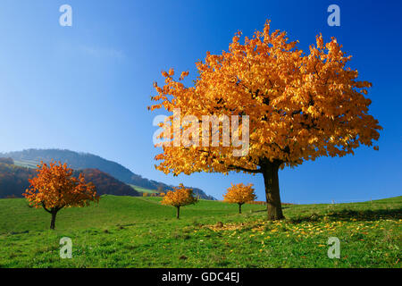 Kirschbäume im Herbst, Prunus Avium, Schweiz Stockfoto