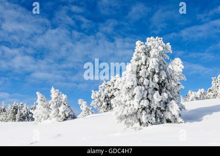 Latschen (Pinus Mugo Subspecies Uncinata) bedeckt mit Frost auf dem Niederhorn Berg in der Nähe des Dorfes Beatenberg im Bur Stockfoto