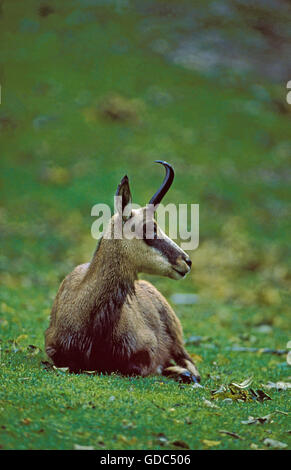 Gämse, Rupicapra Rupicapra, Erwachsenen Verlegung auf Rasen Stockfoto