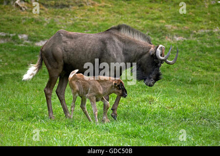 Schwarze Gnus, Connochaetes Gnou, Weibchen mit Kalb auf Rasen Stockfoto