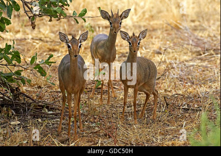 Kirks Dik Dik, Madoqua Kirkii, Erwachsene auf Trockenrasen, Masai Mara-Park in Kenia Stockfoto