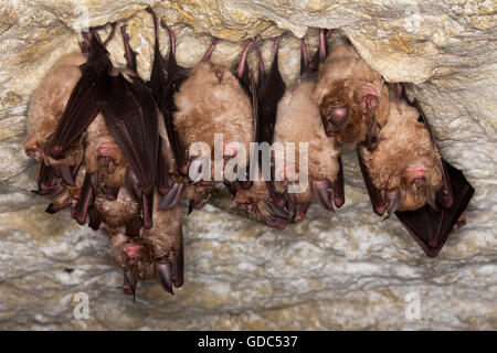 Mehr ganz Bat, Rhinolophus Ferrumequinum, Kolonie Winterschlaf in einer Höhle, Normandie Stockfoto