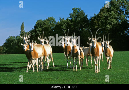 Scimitar Horned Oryx, Oryx Dammah, Herde, dieser Specy ist jetzt ausgestorben in der Wildnis Stockfoto