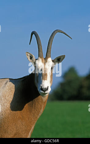 Scimitar Horned Oryx, Oryx Dammah, Porträt von männlich, dieser Specy ist jetzt ausgestorben in der Wildnis Stockfoto