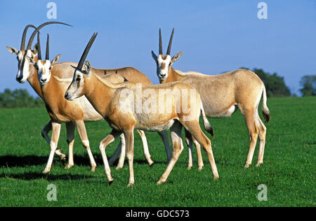 Scimitar Horned Oryx, Oryx Dammah, Herde, dieser Specy ist jetzt ausgestorben in der Wildnis Stockfoto