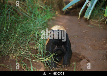 HONIGDACHS Mellivora Capensis, Afrika Stockfoto