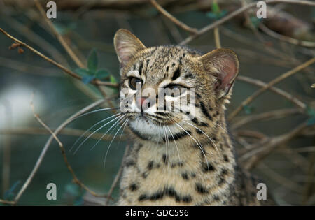 Geoffroy Katze, Oncifelis Geoffroyi, Porträt von Erwachsenen Stockfoto