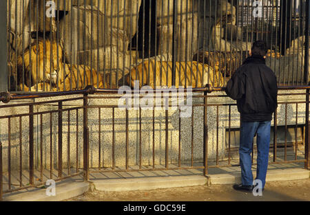 Mann in einem Zoo, Blick auf afrikanische Löwen, Panthera Leo Stockfoto