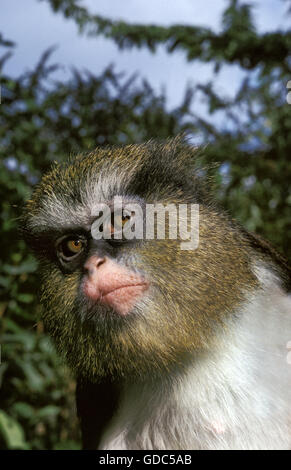 Gekrönte Mona Monkey, grüne Pogonias, Porträt von Erwachsenen Stockfoto