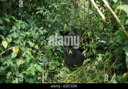 Mountain Gorilla Gorilla Gorilla Beringei, Silber wieder männliche getarnt im Wald, Virunga-Park in Ruanda Stockfoto