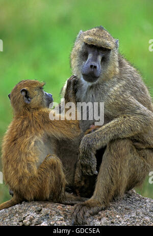 Chacma Pavian, Papio Ursinus, paar Grooming, Kurger Park in Südafrika Stockfoto