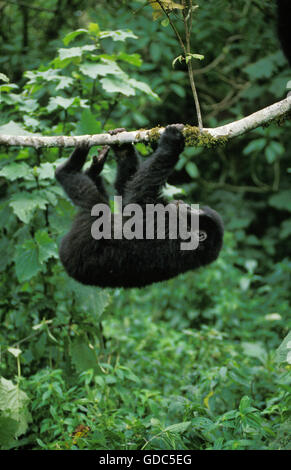 Mountain Gorilla Gorilla Gorilla Beringei, junge spielt mit Zweig, Virunga-Park in Ruanda Stockfoto