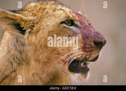 AFRIKANISCHER Löwe Panthera Leo, weibliche mit blutiger Schnauze nach Tötung A Beute, Kenia Stockfoto