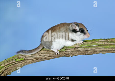 Garten Siebenschläfer, Eliomys Quercinus, Erwachsene auf Ast Stockfoto