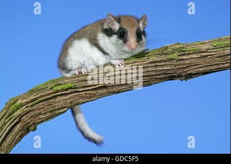 Garten-SIEBENSCHLÄFER Eliomys Quercinus, Erwachsene ON BRANCH, Normandie IN Frankreich Stockfoto