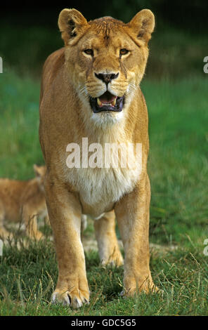 African Lion, Panthera Leo, Mutter und Jungtier Stockfoto