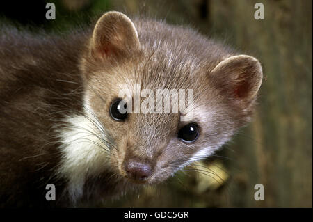 Stein, Marder oder Steinmarder Martes Foina, Portrait of Young Stockfoto