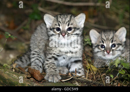 Geoffroy Katze, Oncifelis Geoffroyi Kätzchen Stockfoto